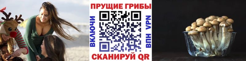 Псилоцибиновые грибы Psilocybine cubensis  гидра вход  Котово  где купить наркотик 